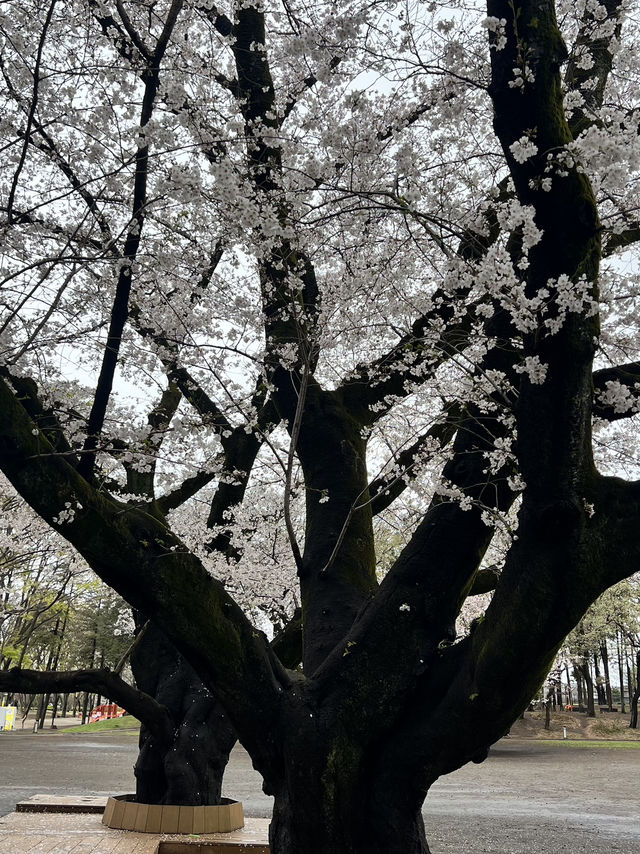 Sakura in grandberry park!!