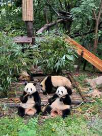 Chengdu Panda Valley: A Close-Up Encounter with Nature’s Cutest Treasure