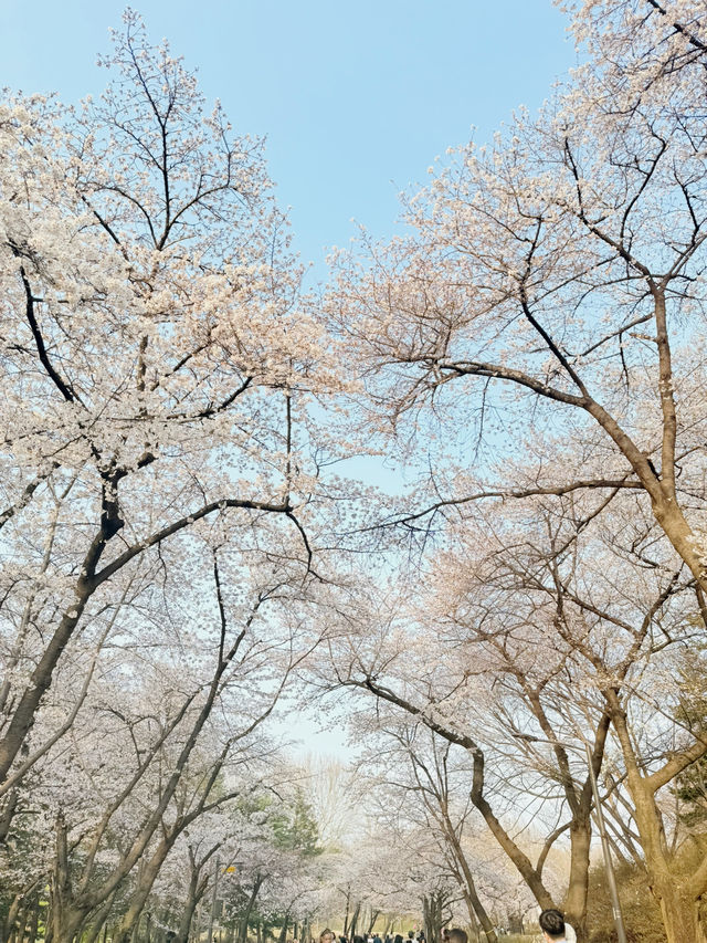 봄엔 벚꽃놀이를~!