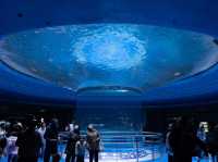 สวนสนุกโลกใต้ทะเล Shanghai Haichang Ocean Park