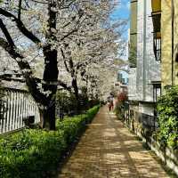 中島公園•櫻花下的城市綠洲