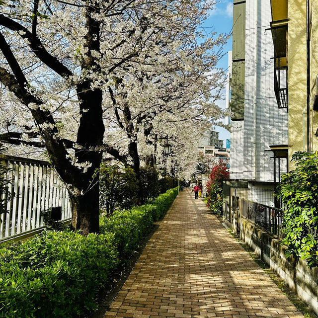 中島公園•櫻花下的城市綠洲