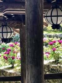 Peony Season at Hase-dera Temple