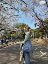 櫻花季2025 Spring 🌸🇯🇵 代々木公園