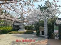 釜山櫻花季滿滿幸褔的海邊廟宇~海東龍宮寺