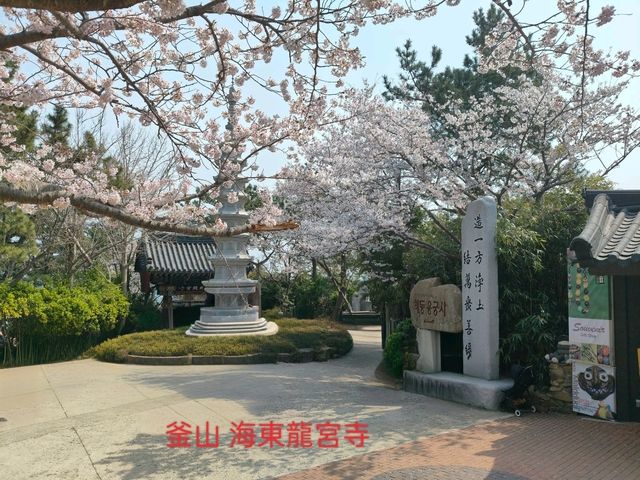 釜山櫻花季滿滿幸褔的海邊廟宇~海東龍宮寺