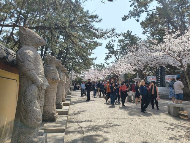 釜山櫻花季滿滿幸褔的海邊廟宇~海東龍宮寺