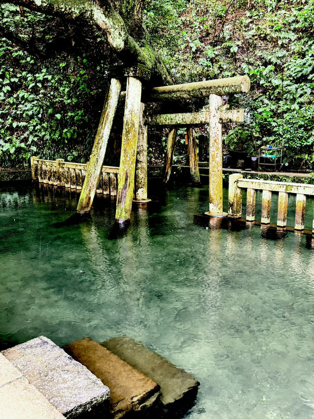 春天時節的鹿島神宮