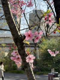 Thought I Missed the Cherry Blossoms… Turns Out, I’m the Lucky One