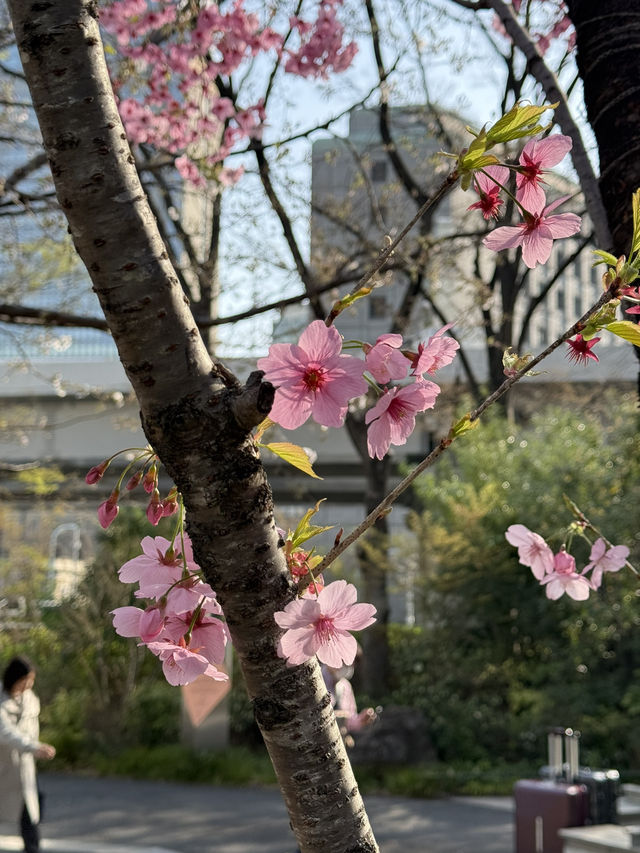 Thought I Missed the Cherry Blossoms… Turns Out, I’m the Lucky One
