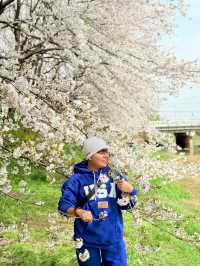CHERRY BLOSSOMS IN SOUTH KOREA