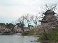 在高田城址公園賞櫻