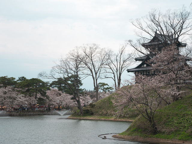 在高田城址公園賞櫻