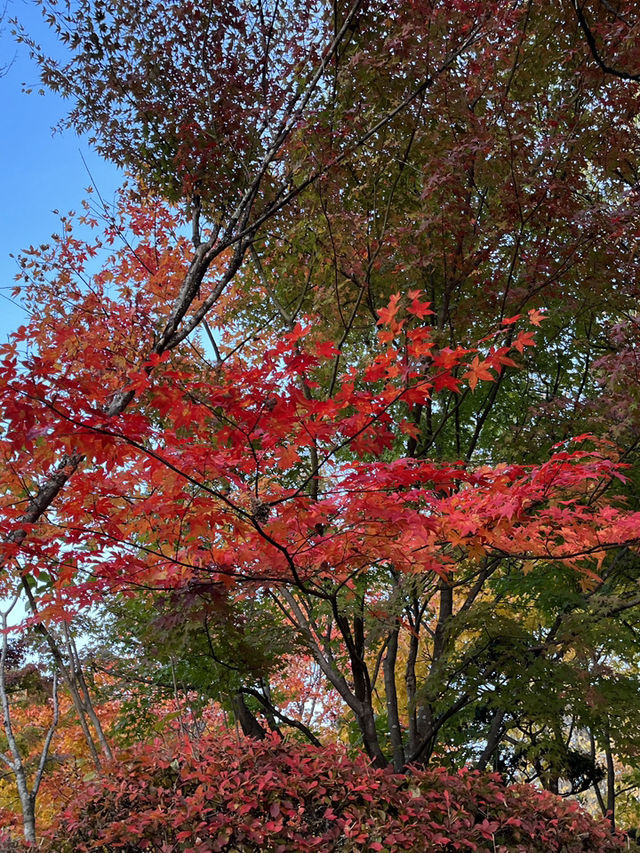 【木曽福島・興禅寺の紅葉で感じる秋の静寂】