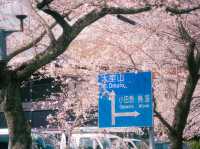 A Spring Stroll Through Sakura: Izu-Kogen’s Dreamy Cherry Blossom Tunnel