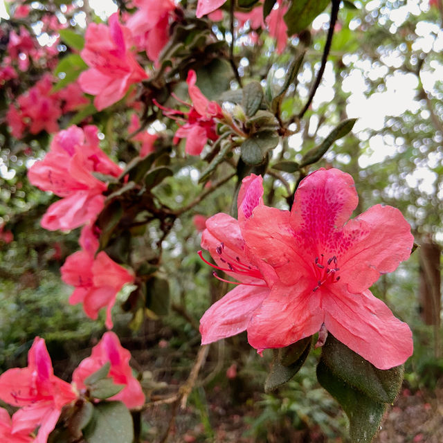 一抹山林紅：獅仔頭山春日金毛杜鵑花季