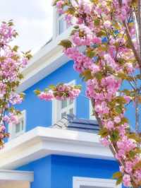 Minhang Cultural Park Cherry Blossoms– Shanghai’s Best-Kept Sakura Secret