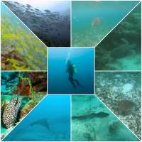 Diving in Maldives - Visibility 100%