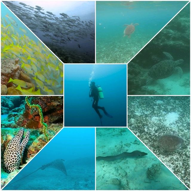 Diving in Maldives - Visibility 100%