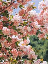 Yuyuantan Park Cherry Blossoms – Beijing’s Signature Sakura Spectacle