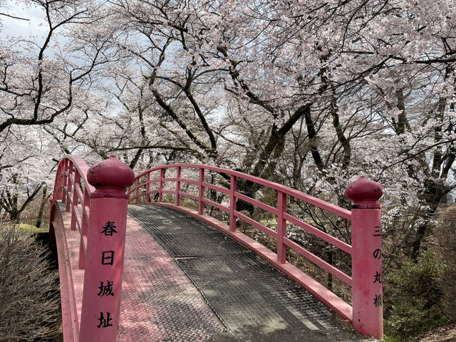 漫天櫻花 