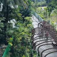 Nature’s New Path: Exploring Mandai Boardwalk 🇸🇬