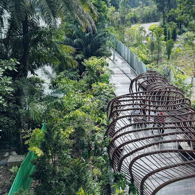 Nature’s New Path: Exploring Mandai Boardwalk 🇸🇬