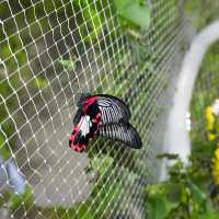 Butterfly Garden, Dubai