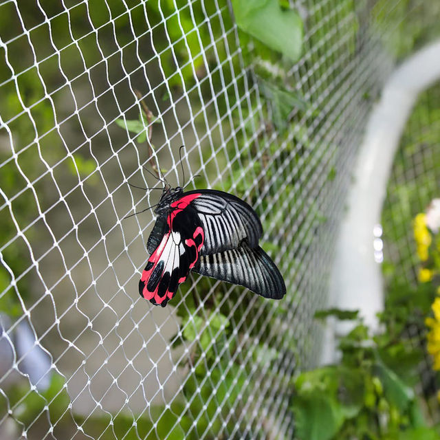 Butterfly Garden, Dubai