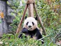 Chengdu Day Trip – Panda Valley, Qingcheng Mountain & Dujiangyan with Ancient Town Vibes!
