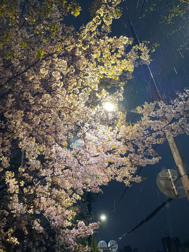 🍹🌸회기 경희대 카페 탐석과사랑