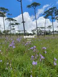เที่ยวภาคเหนือฤดูฝน | 11 จังหวัด ⛰️🌦️🌳🌈