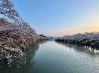 Hirosaki Park Cherry Blossoms – A Japanese Spring Wonderland
