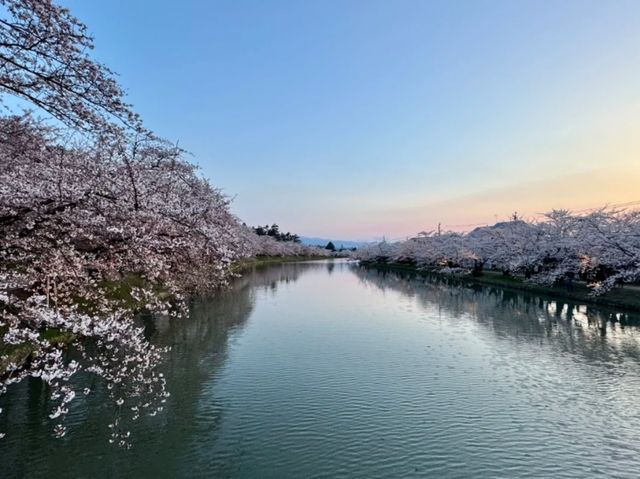 Hirosaki Park Cherry Blossoms – A Japanese Spring Wonderland