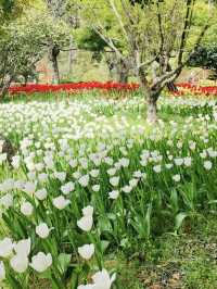 Haneulbit Arboretum: An April Tulip Paradise