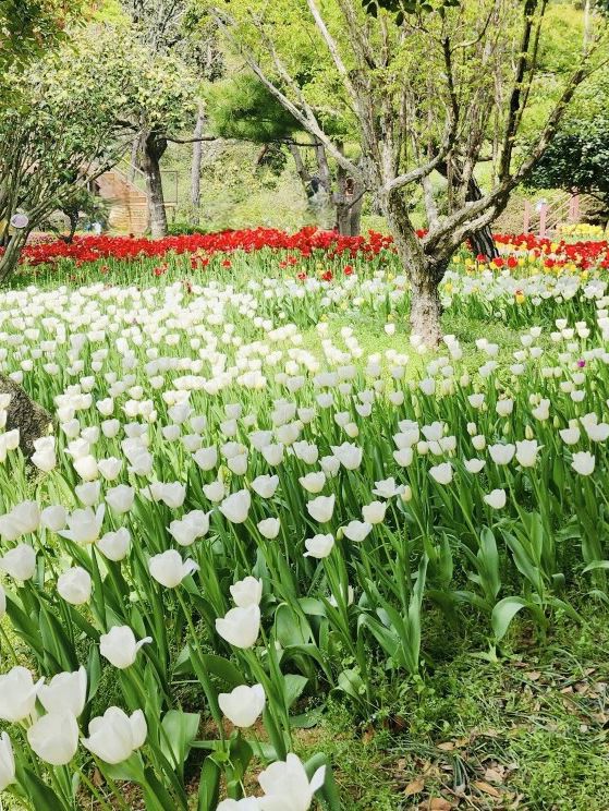 Haneulbit Arboretum: An April Tulip Paradise