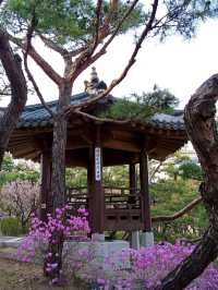 “Cherry Blossoms and Tradition at Namsangol Hanok Village”