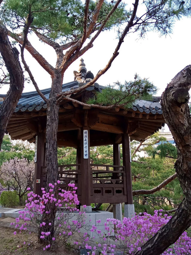 “Cherry Blossoms and Tradition at Namsangol Hanok Village”