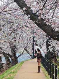 หนึ่งในจุดชมซากุระสุดสวยในยามากาตะ 