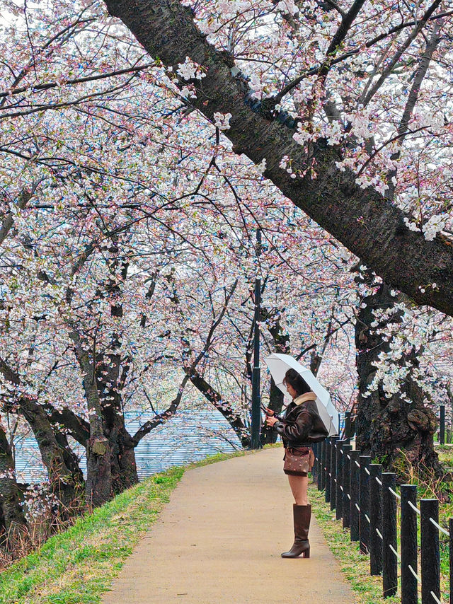 หนึ่งในจุดชมซากุระสุดสวยในยามากาตะ 