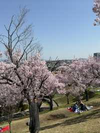大阪｜狹山池公園櫻花祭