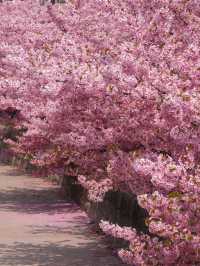 Sakura Refugees, Head Here!! Kawazu Cherry Trees in Full Bloom! 🌸