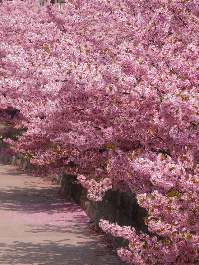 Sakura Refugees, Head Here!! Kawazu Cherry Trees in Full Bloom! 🌸