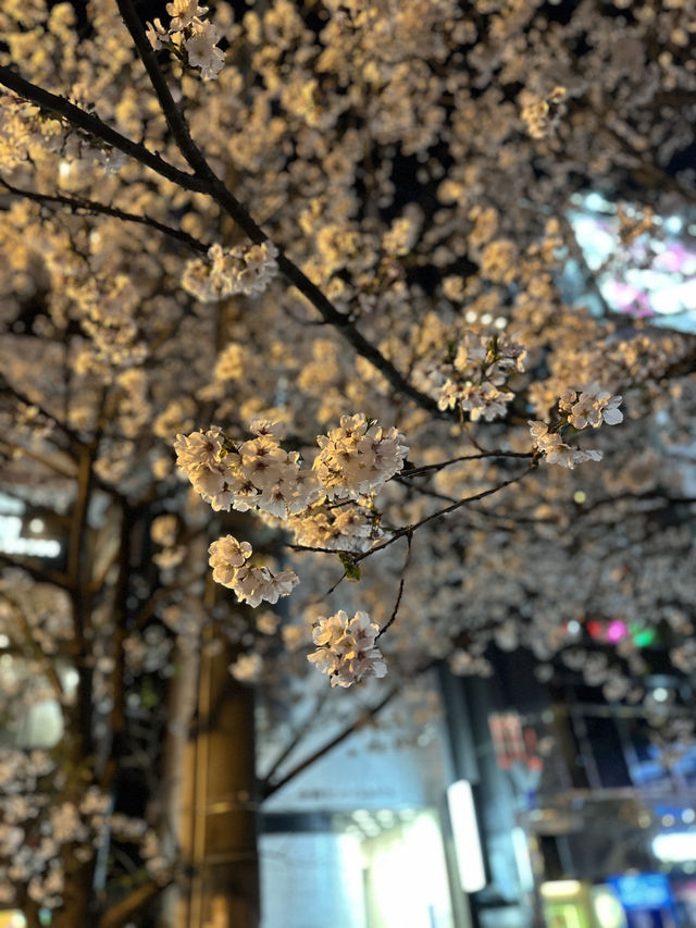 福岡🌸福博相逢橋夜櫻伴中洲夜景🎑