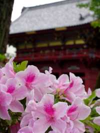 Sakura Reflections: Cherry Blossoms at Chidorigafuchi Moat