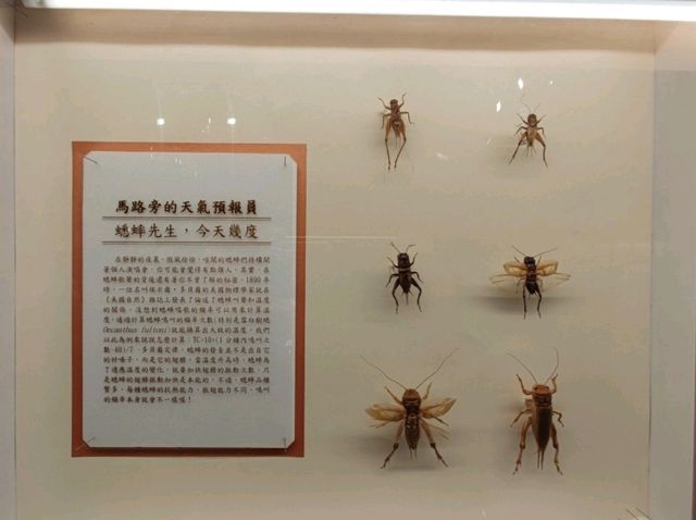 #嘉大昆蟲館-嘉義市東區