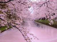 Hirosaki Castle Cherry Blossoms: Japan’s Most Magical Sakura Fairytale