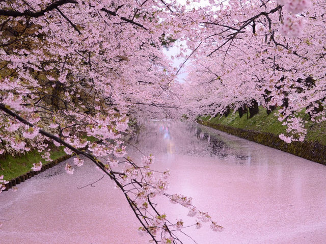 Hirosaki Castle Cherry Blossoms: Japan’s Most Magical Sakura Fairytale