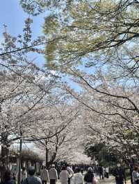 ชมซากุระบานที่ปราสาทโอซาก้า 🏯🌸