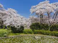 🌿 Kyoto Botanical Gardens: The Ultimate Green Escape (With a Side of Sakura!) 🌸